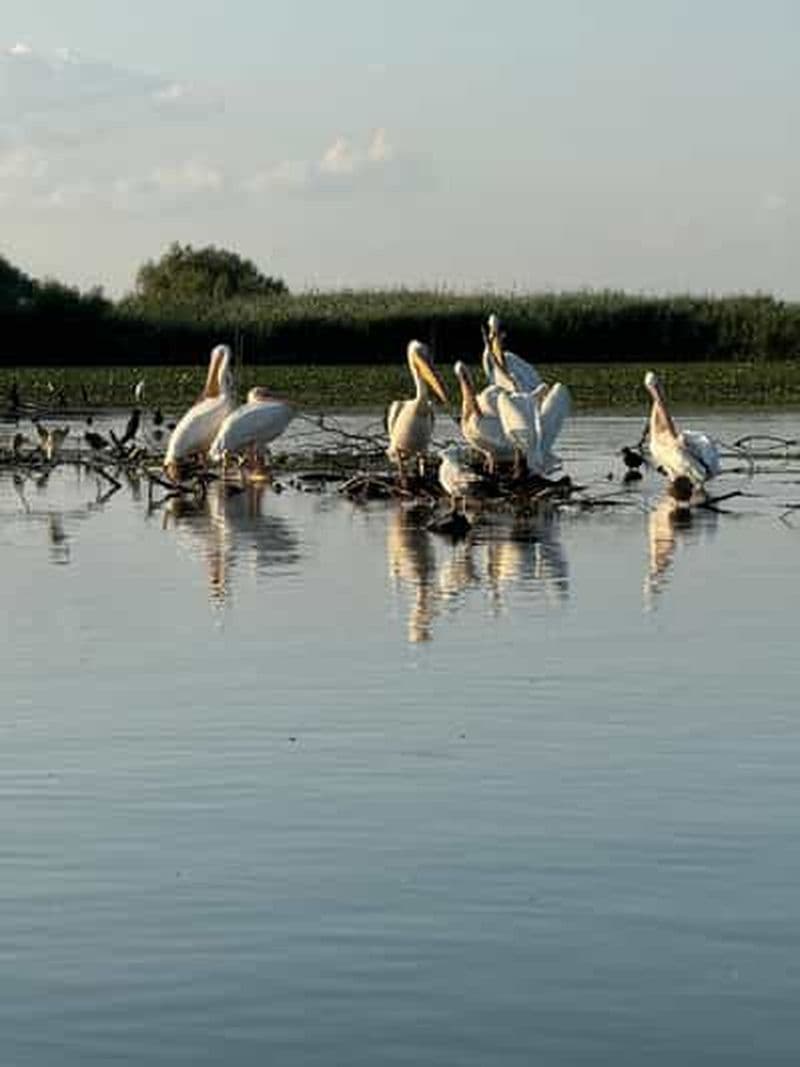 Billet Murighiol : Tour en bateau au lever du soleil dans la réserve de nénuphars du delta du Danube