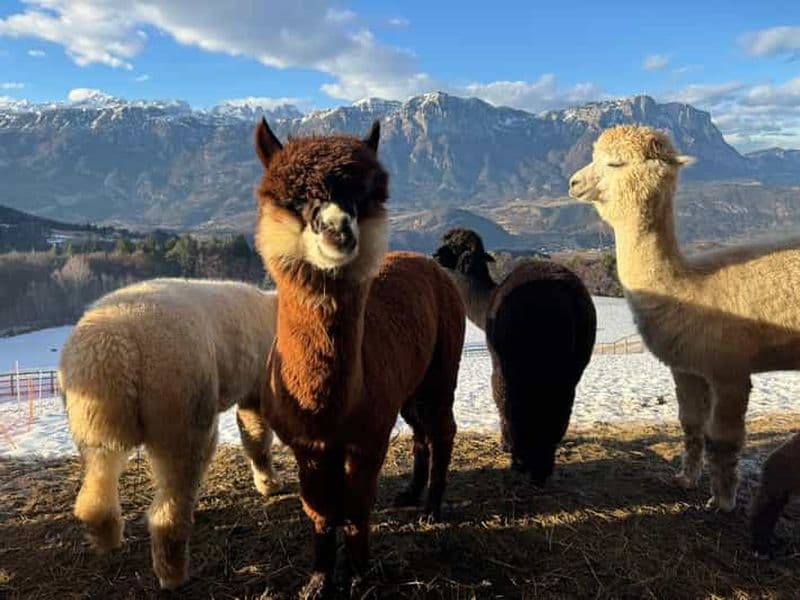Trente : Randonnée avec des alpagas dans la nature