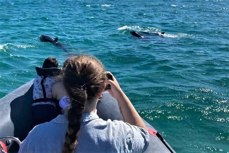 Setúbal : Tour en bateau pour l'observation des dauphins