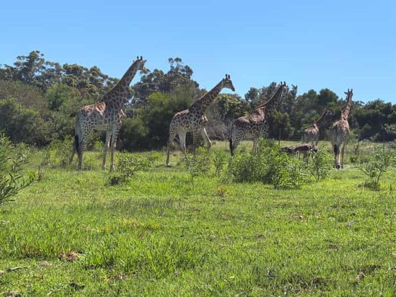 Parc animalier Kragga Kamma en 4x4