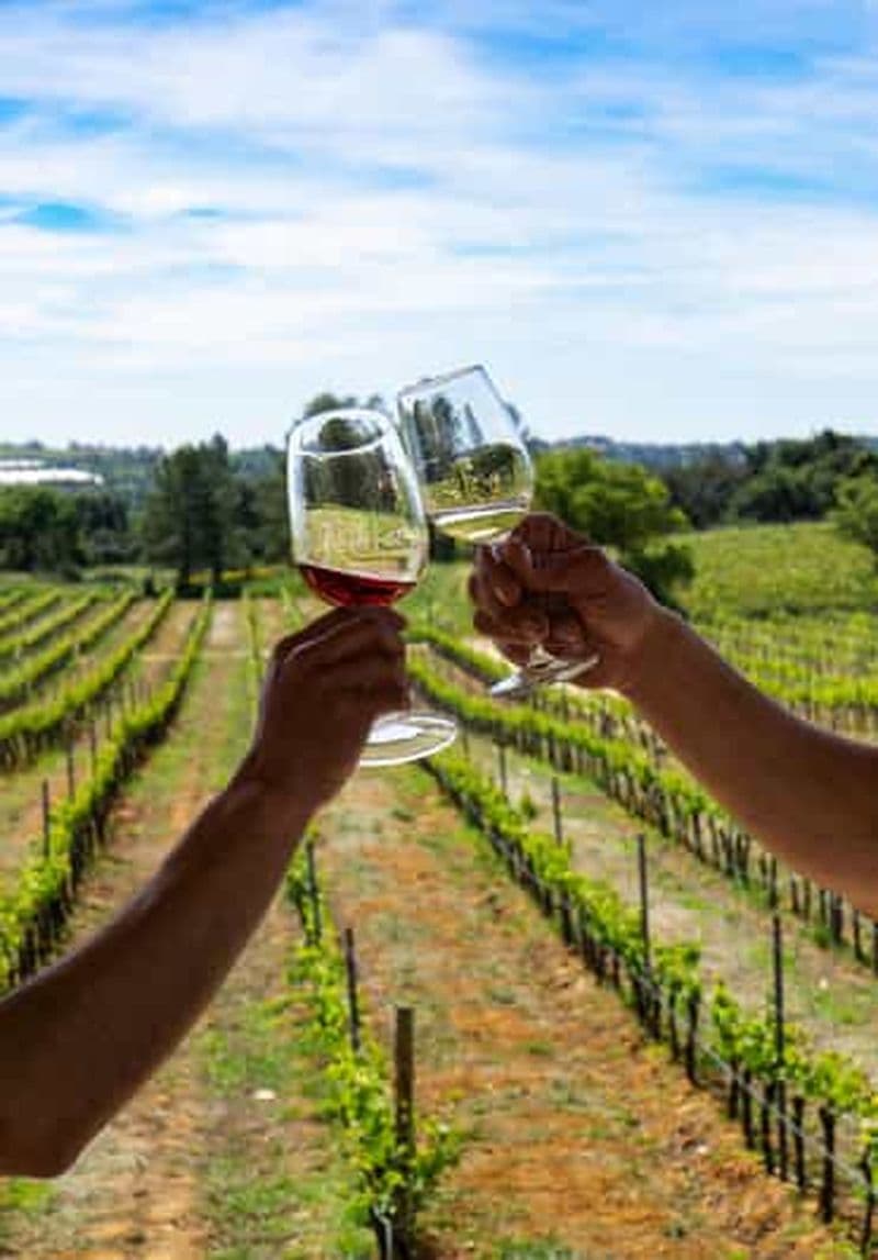 Depuis Albufeira : visite d'une demi-journée des vignobles et de Silves