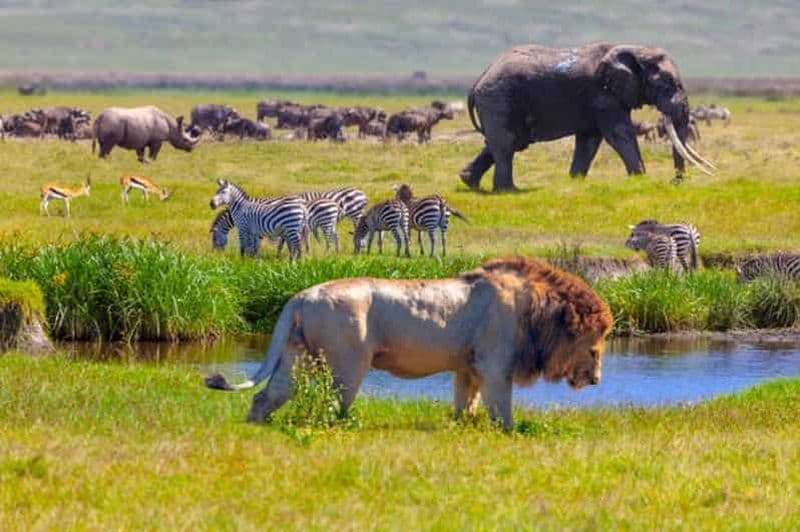 Billet Arusha : Safari de plusieurs jours en camping dans le Serengeti et le Ngorongoro