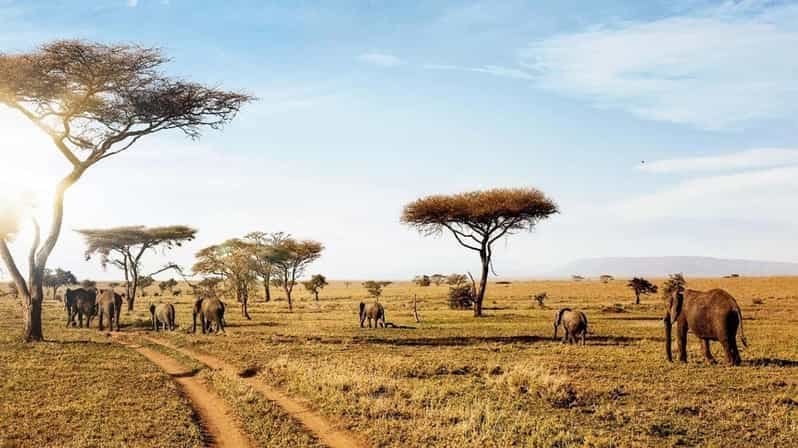 Billet Zanzibar : 2 jours de safari dans le parc national du Serengeti