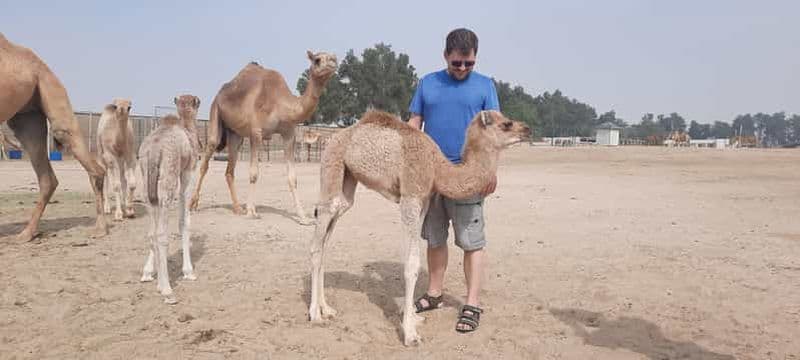 Billet Manama : visite d'une demi-journée dans le désert de Bahreïn