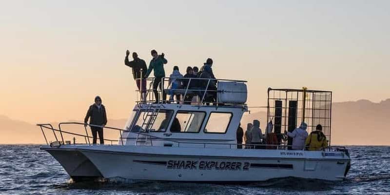 Billet Simon's Town : expérience de plongée en cage avec les requins d'une demi-journée