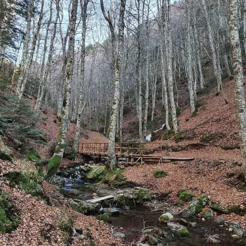 Gambarie : Visite guidée privée de trekking en forêt
