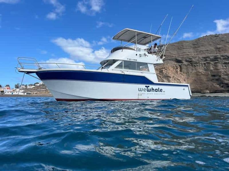Grande Canarie : visite écologique en bateau pour observer les dauphins en petit groupe