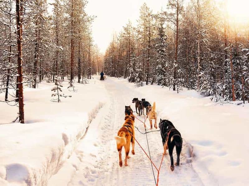 Billet 4 heures de traîneau à chiens sur le Finnmarksvidda