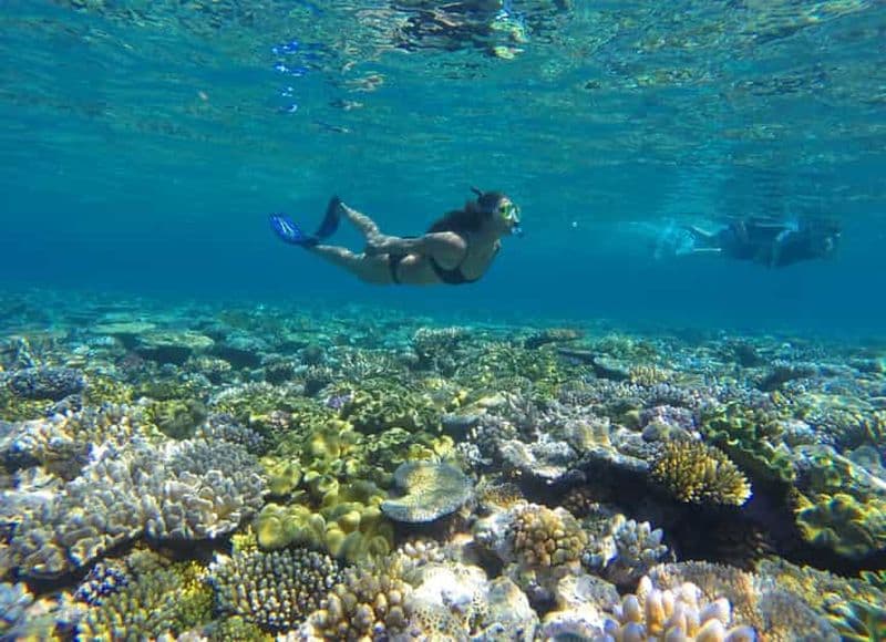 Billet Port Douglas : Options de plongée et de masque et tuba sur la barrière de corail extérieure