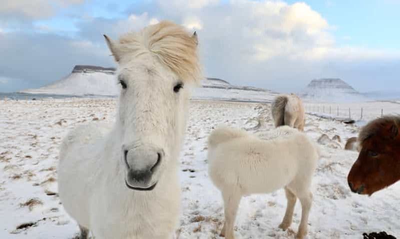 Billet Au départ de Reykjavík : Visite d'une jounée du Cercle d'Or et randonnée à cheval