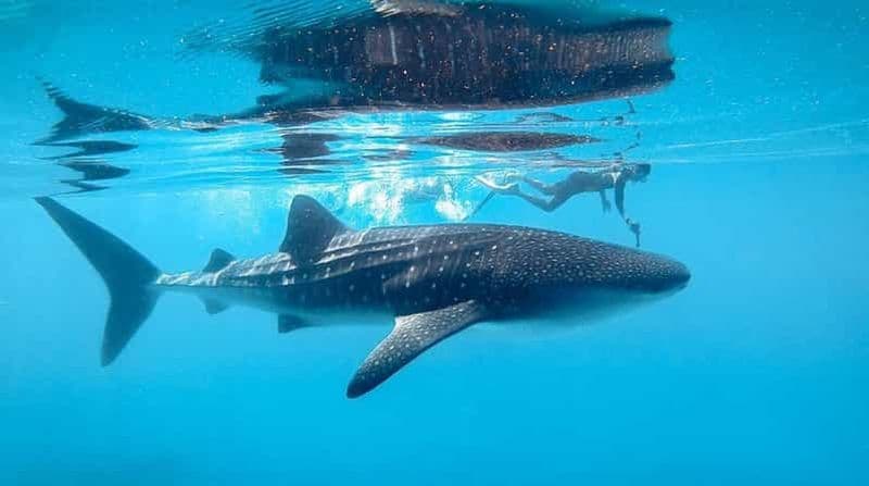 Billet Dhigurah : excursion de plongée avec les requins-baleines et les raies manta