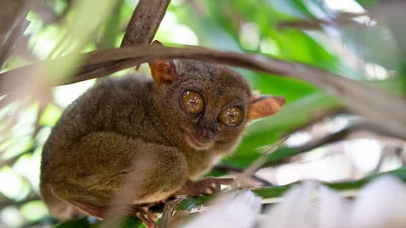 Bohol : visite écologique privée des collines de chocolat