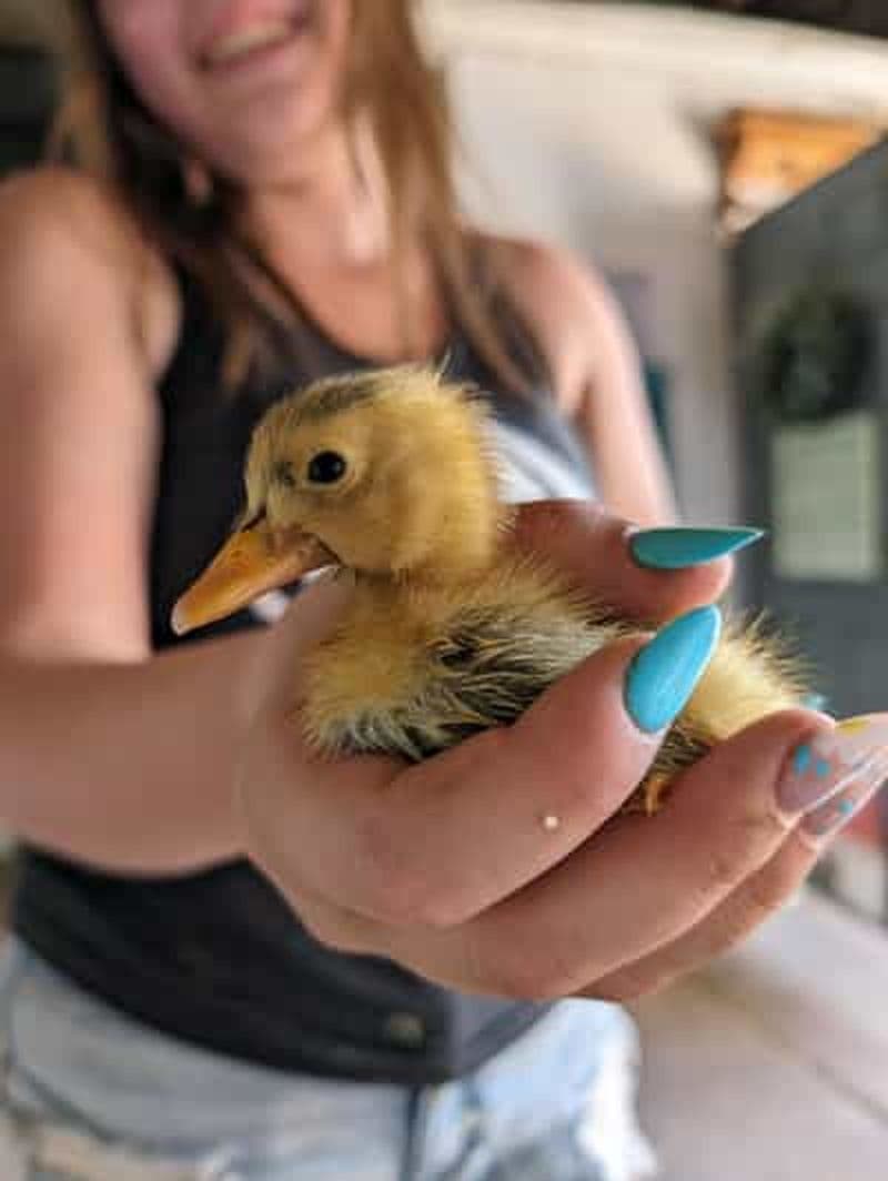 Omemee : Un rendez-vous avec un poney