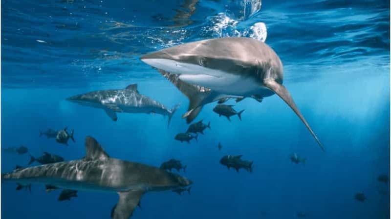 Houston : Musée des sciences naturelles Entrée de l'exposition sur les requins