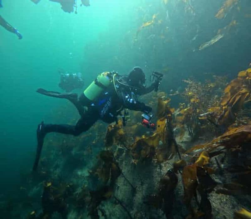 Billet Bergen : excursion de plongée guidée - tout compris