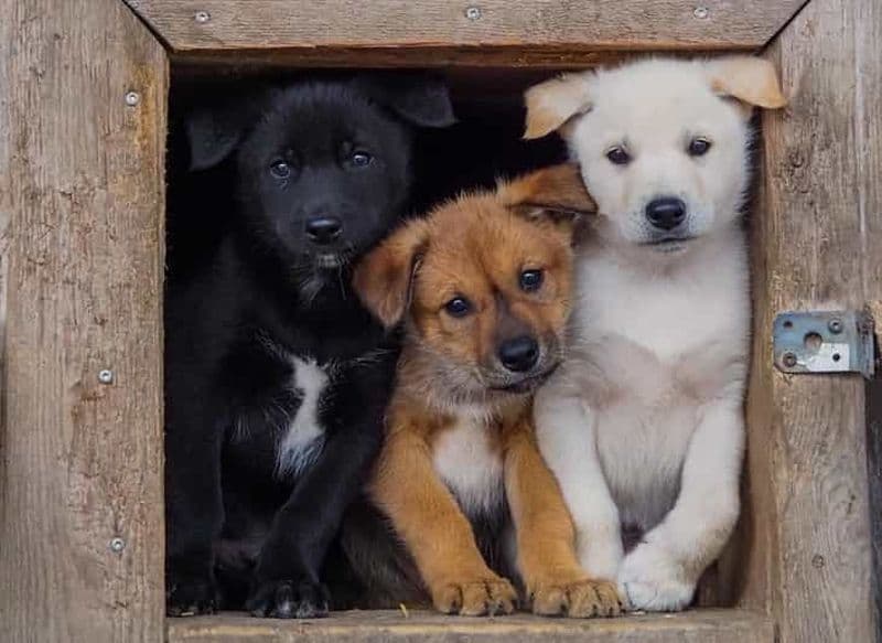 Billet Rovaniemi : visite estivale du chenil et balade en traîneau