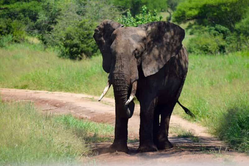 Billet Arusha : safari d'une journée au parc national de Tarangire