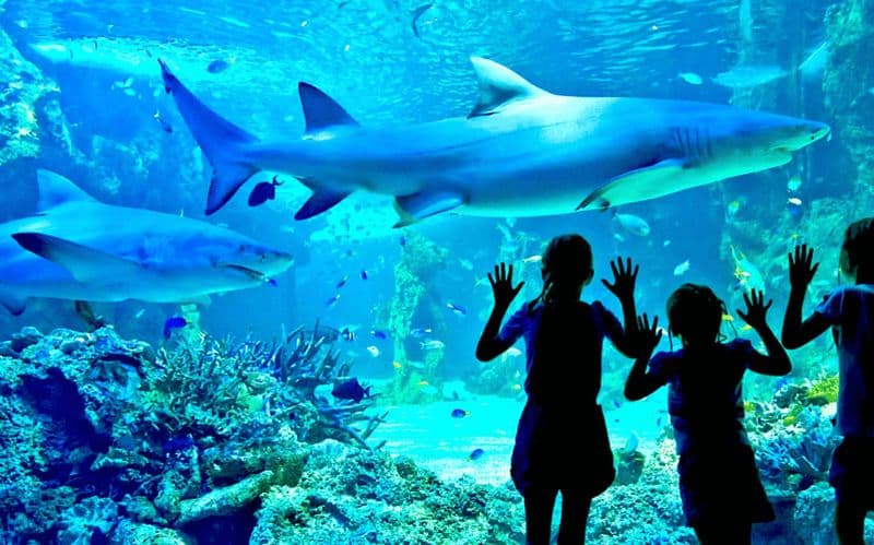 Billet Port de Sydney : 30 minutes de tour en bateau à réaction et SEA LIFE Aquarium