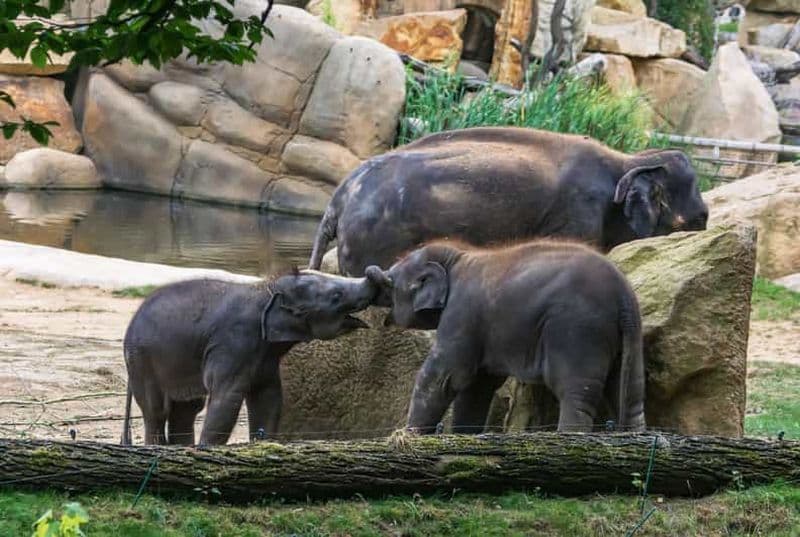 Billets d'entrée au zoo de Prague et transferts privés