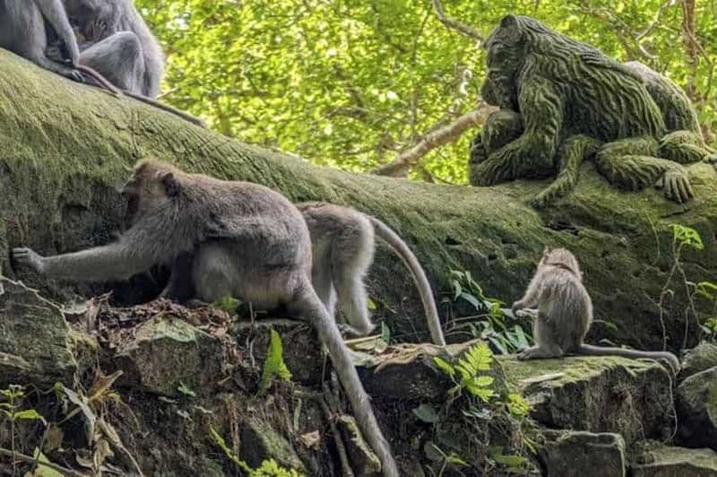 Billet Bali : Visite d'Ubud avec la cascade de Tegenungan et la forêt de singes