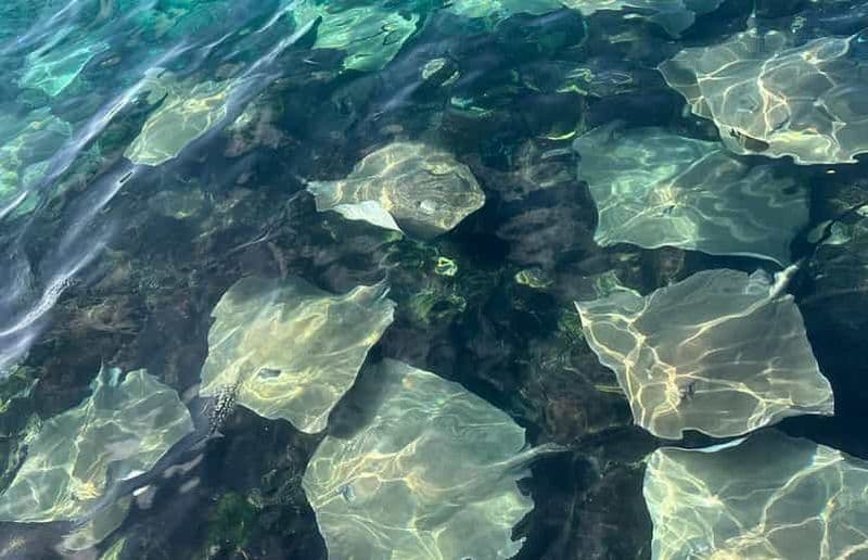 Billet Excursion de snorkeling aux Maldives : explorez 3 merveilles des récifs coralliens