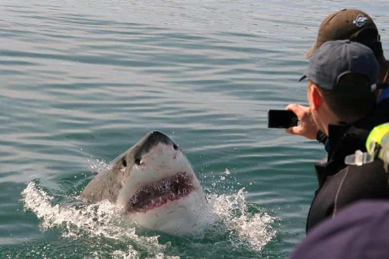 Circuit de 2 jours sur la Route des jardins : saut à l'élastique, tyrolienne et plongée avec les requins