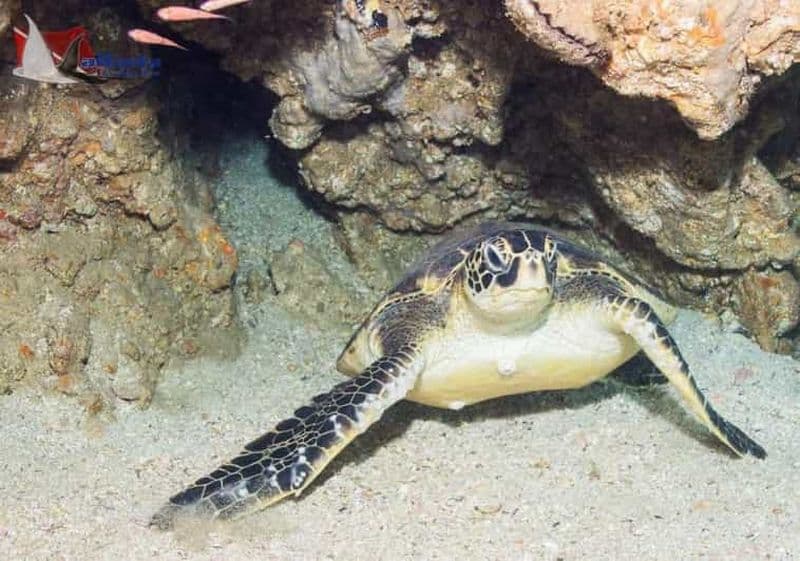 Jalisco : Expédition de plongée Majahuitas