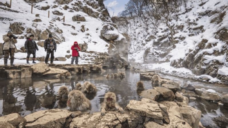 Billet Depuis Tokyo : visite privative du parc des singes des neiges et du temple Zenko-ji