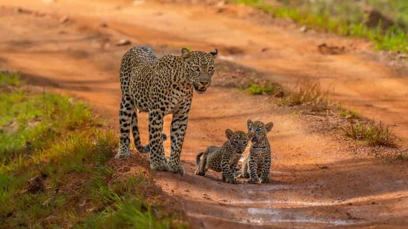 Billet Safaris dans le parc national de Yala : demi-journée et journée complète