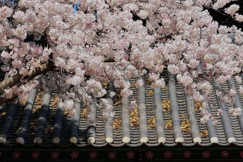 Visite en petit groupe à l'est de Jeju : fleurs de cerisier et spectacle de plongée pour femmes