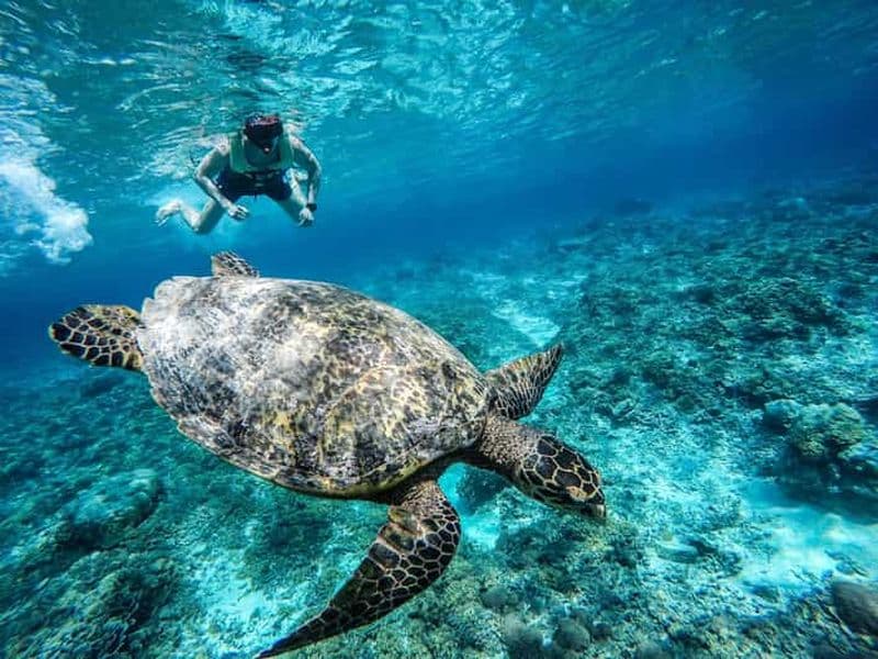 Depuis Lombok : excursion de plongée avec tuba aux îles Gili