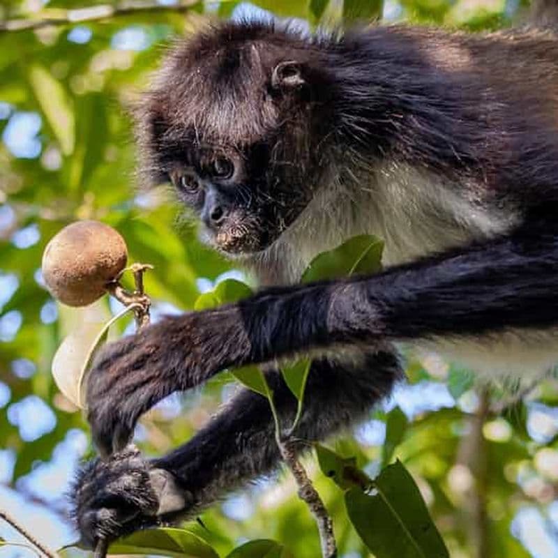 Billet Visite de Calakmul : entre les animaux et l'histoire maya