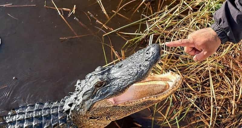 Billet Miami : Visite d'une journée des Everglades avec 2 excursions en bateau et déjeuner