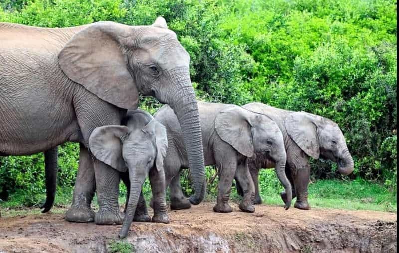 Billet Le Cap : Itinéraire de 5 jours sur la Garden Route - Parc national des éléphants d'Addo