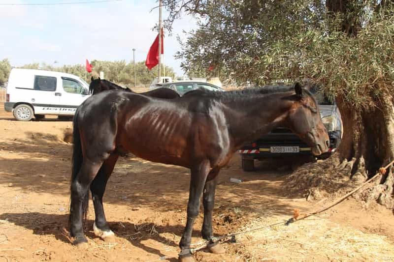 Billet Agadir : Randonnée à cheval et observation des flamants roses