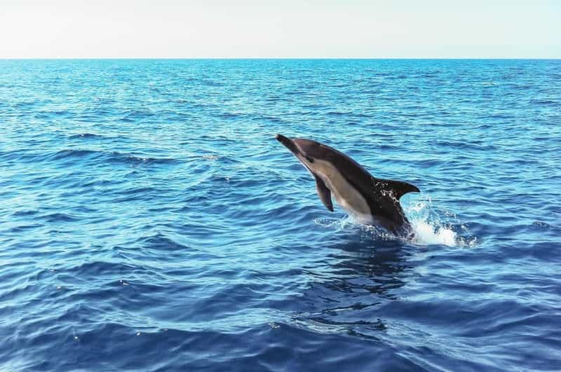 Lisbonne : Tour en bateau pour l'observation des dauphins du parc naturel d'Arrábida
