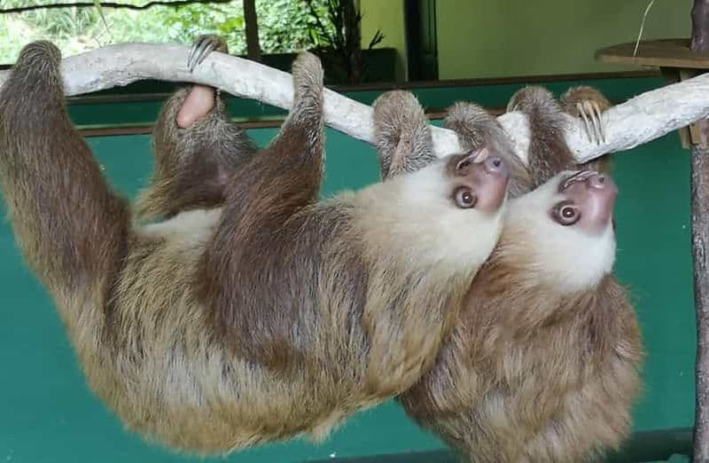 Billet Panama : Île aux Singes, Sanctuaire des Paresseux et Canal de Panama