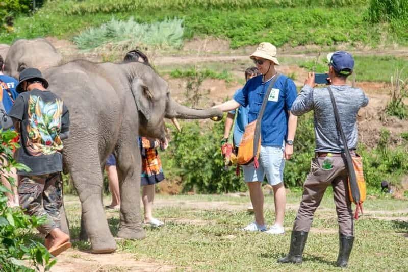 Torréfaction et faune : L'expérience de l'éléphant et du café