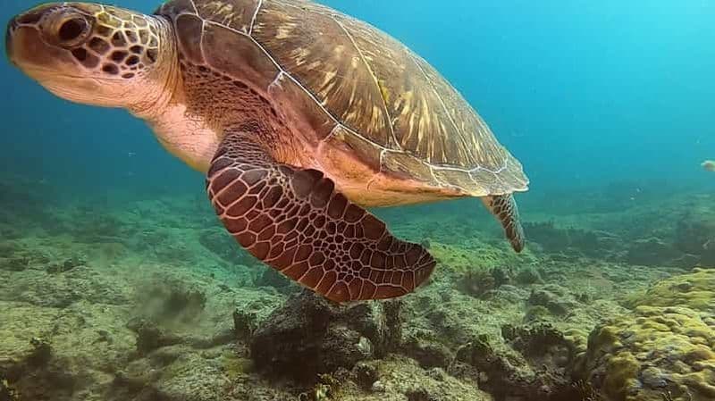 Billet Courte excursion de plongée avec tuba