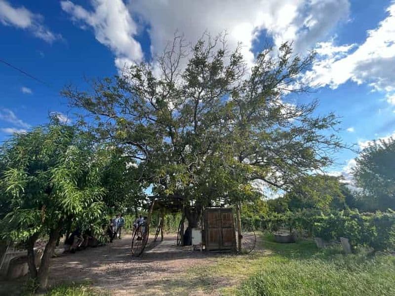Au départ de Mendoza : 3 vignobles, visite et dégustation d'une usine d'huile d'olive