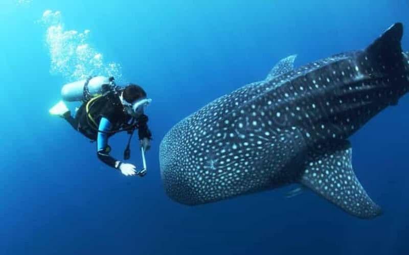 Oslob Cebu : plongée sous-marine avec les requins baleines et sanctuaire de Sumilon