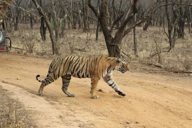 Billet Au départ de Delhi : 4 jours dans le Triangle d'Or et safari des tigres de Ranthambore