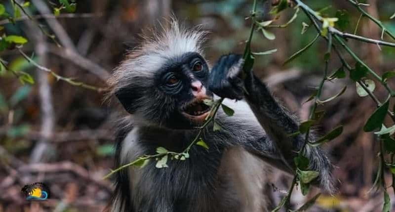 Billet Zanzibar : Visite de la forêt de Jozani et du restaurant The Rock