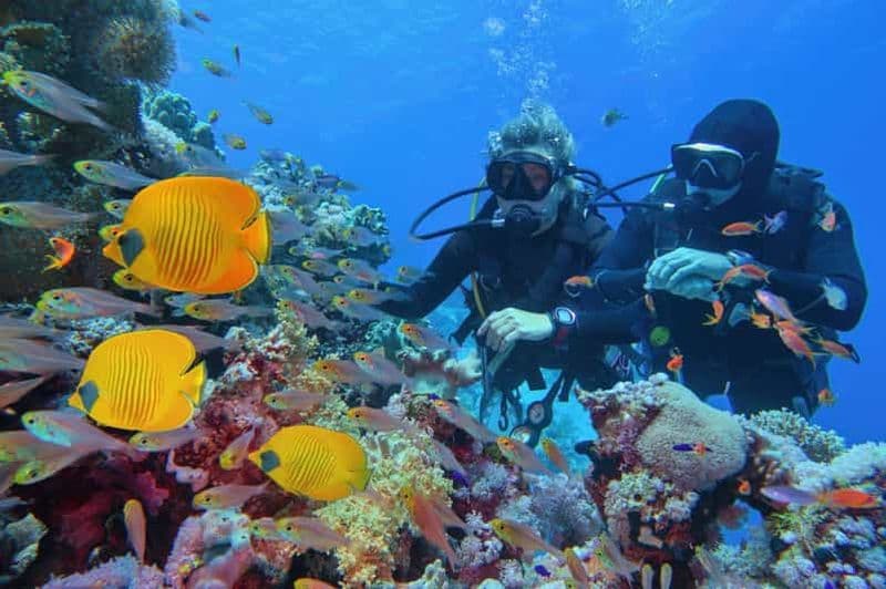 Billet Sharm El Sheikh : Plongée sous-marine pour débutants avec déjeuner