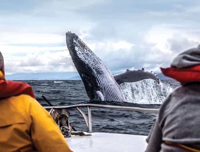 Billet Tour en bateau tout compris pour l'observation des baleines et des dauphins à Trincomalee