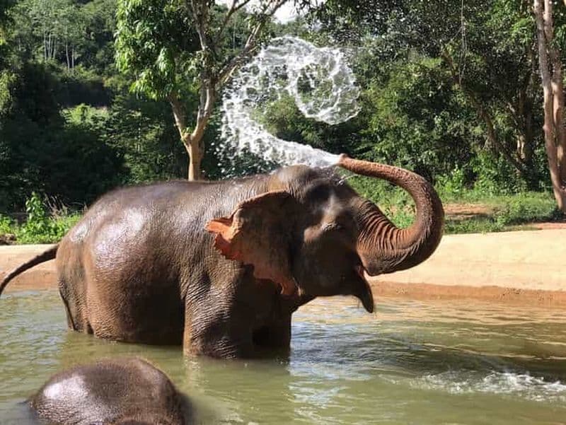 Billet Pattaya : Visite interactive du sanctuaire éthique des éléphants