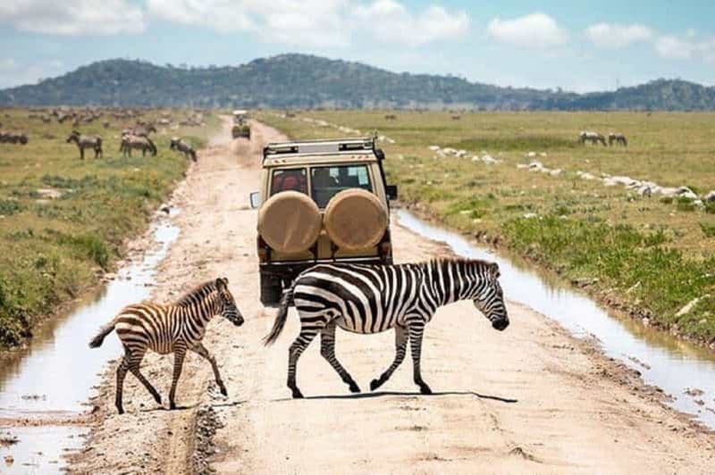 Billet Arusha : Safari en camping de plusieurs jours au Serengeti et au Ngorongoro