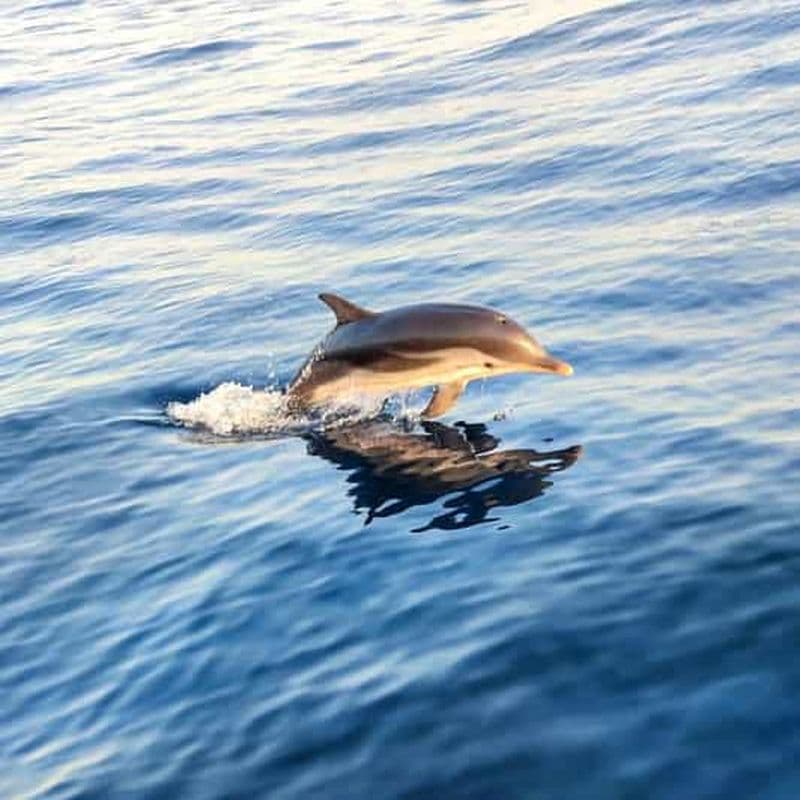 Giardini Naxos : excursion en bateau au coucher du soleil à la recherche des dauphins