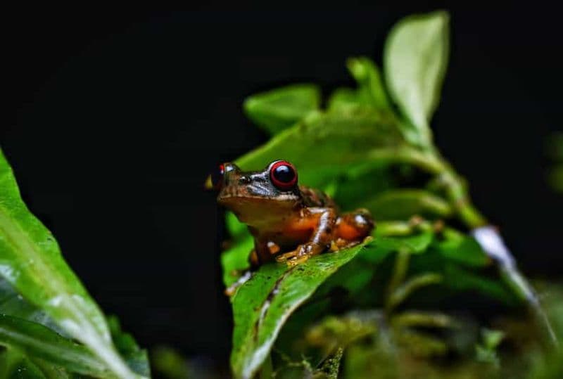 Billet Monteverde : Visite nocturne à pied de la forêt de Kinkajou
