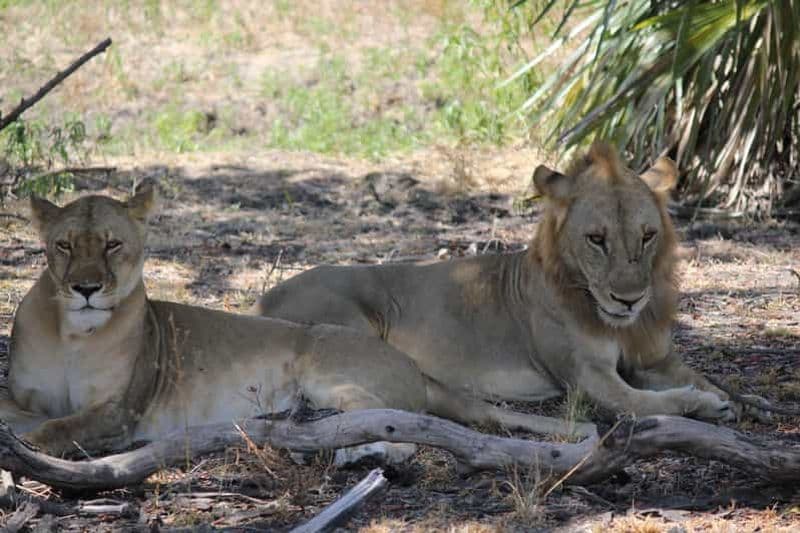 Billet Visite du parc national Nyerere